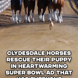 Clydesdale Horses Rescue Their Puppy in Heartwarming Super Bowl Ad That Has Everyone in Tears
