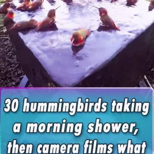 30 hummingbirds taking a morning shower, then camera films what no one expected!