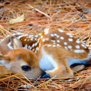 Kind Lady Saves a Baby Deer Sleeping Under a Tire By Leaving Note
