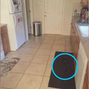 Can you find the large dog hiding in this kitchen?