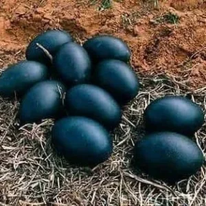 A farmer found black eggs and when THIS hatched he was seriously scared!