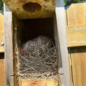 8 Simple Ways To Prevent Snakes From Entering Your Yard