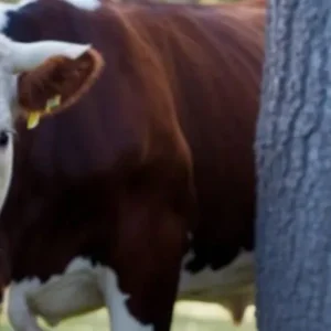 The Cow Began to Lose Milk, and the Farmer Noticed That She Was Leaving for the Forest in the Evening. He Decided to Follow Her, and What He Saw in the Forest Shocked Him