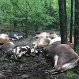 Devastation Strikes: Farmer Suffers Heartbreaking Loss in Missouri Storm