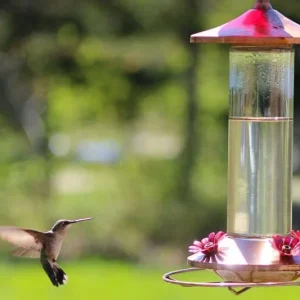 Hummingbird Feeders That Aren’t Clean Can Be Fatal To Hummingbirds