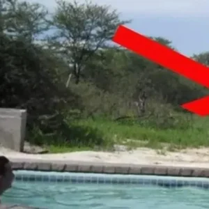 Tourists Were Having a Great Time at the Pool, When Suddenly an Uninvited Visitor Showed Up at Their Party, Leaving Them in Complete Shock!