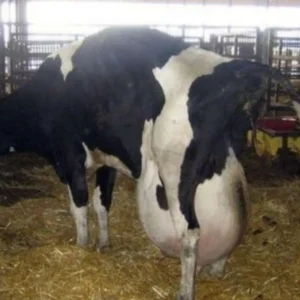 They were stunned by what the cow delivered. No one can explain it…