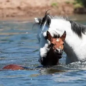 Filly drowning in a river is rescued by heroic wild stallion
