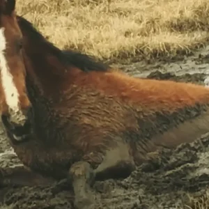 Man saves distressed wild horse from trap, and what happens next is truly unbelievable…