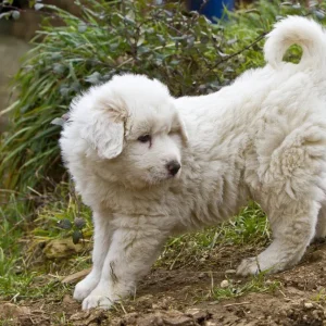 My Girlfriend Left My Dog at the Shelter While I Was at Work — When I Went to Take Him Home, He Was Gone