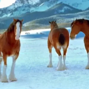 He threw a snowball at the Clydesdales… How the horses reacted left me rolling on the ground! (VIDEO)
