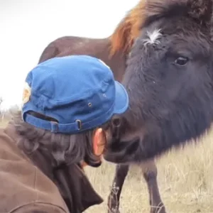 A man frees a chained wild horse, but has no clue of the type of ‘thank you’ he’ll get!