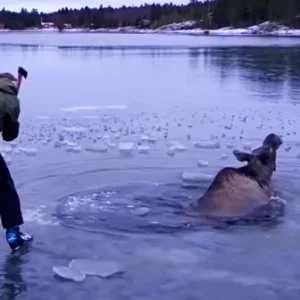 Helpless Moose Falls Through The Ice and Gives Up All Hope, But Watch What This Brave Woman Does