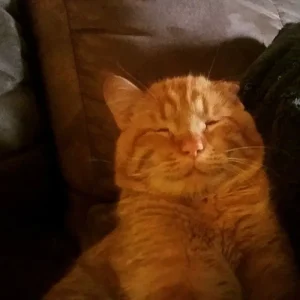The Couple Wanted To Adopt a Cat And They Chose The Saddest And Most Unhappy Of All The Cats: The Happy Animal Changed Beyond Recognition In a Matter Of Hours!