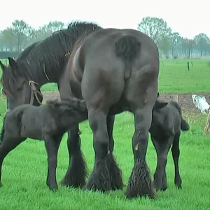 Gorgeous Belgian Draft Horse Gives Birth To Rare Twin Foals