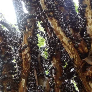 This strange-looking fruit has an incredible health benefit – do you know what it is?