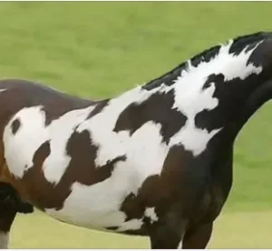 Only Those With High IQs Will Spot The Second Horse in This Head Scratching Optical Illusion