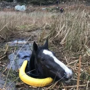 Man Rescued a Trapped Crying Wild Horse. How It Thanked Him is Unbelievable