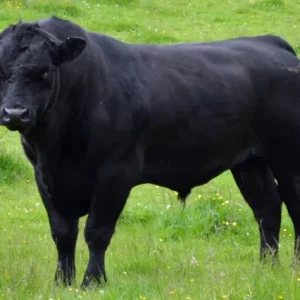 He Recently Spent $6.5k On A Young Registered Black Angus Bull