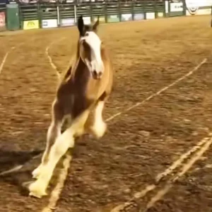 (VIDEO)Baby Clydesdale steals the crowd’s heart during mom’s performs