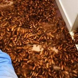New House Smells Strange So Man Checks Vents And Find This