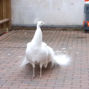White Peacock Shows Off His Tails. But When He Turns Around? Hold Your Breath! WOW!