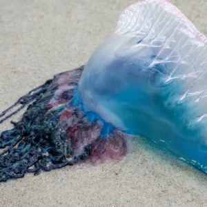 If you see this beautiful purple thing washed ashore on the sand this summer, DO NOT touch it.