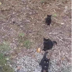 Everyone can see three black cats – but you have 20/20 vision if you can see the hidden tabby in less than 10 seconds