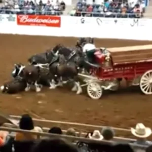 (VIDEO)Clydesdale Horses Collapse During Arena Show, Their Comeback Is Breathtaking